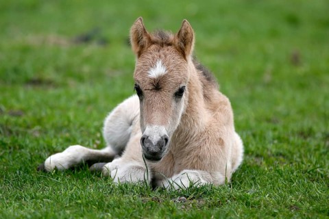 Wild Horse Duelmen