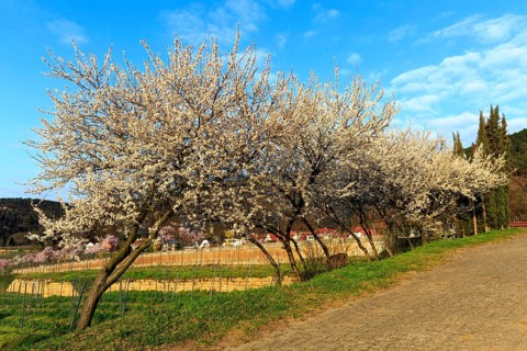 Almond tree