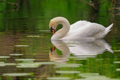 White swan