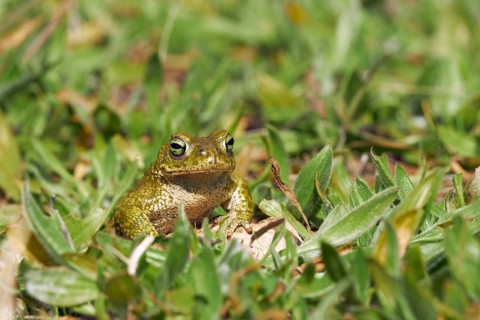 Natterjack Toad