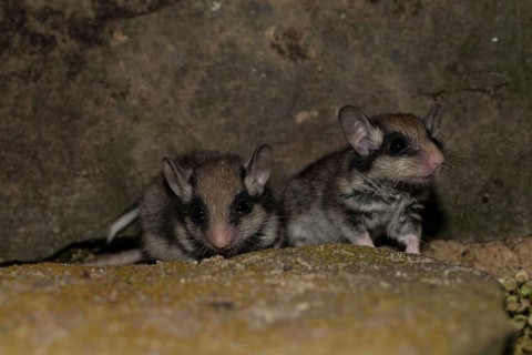 Two garden dormice