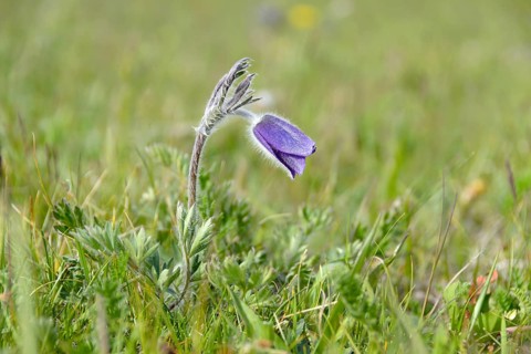 Pasque flower