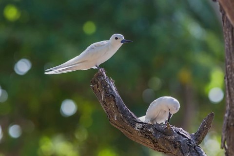 White tern