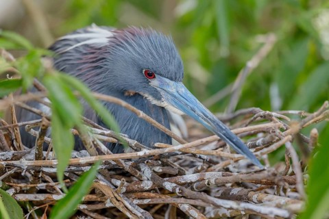 Tricolored heron