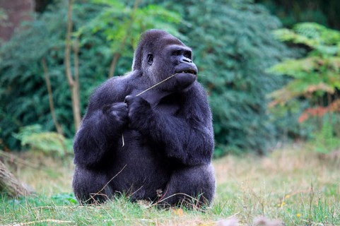Western lowland gorilla