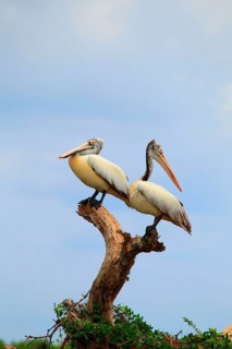 Spot-Billed Pelican