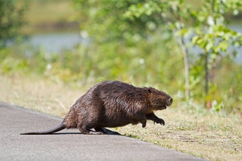 Beaver running across the road