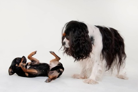 Cavalier King Charles Spaniel