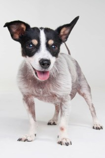 Jack Russell Terrier
