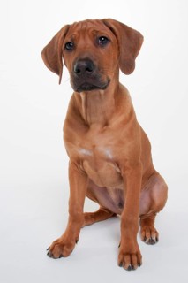 Rhodesian Ridgeback