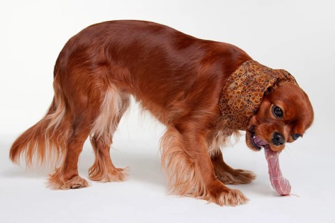 Cavalier King Charles Spaniel