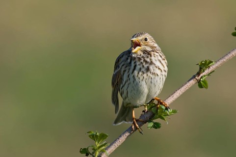 Corn bunting