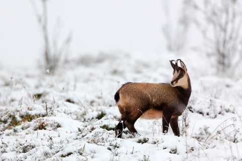 Chamois