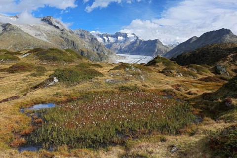 Aletsch glacier