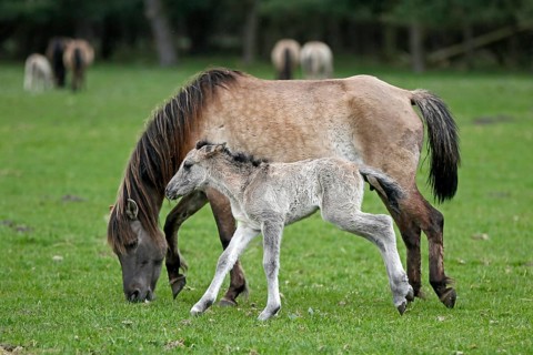 Wild Horse Duelmen