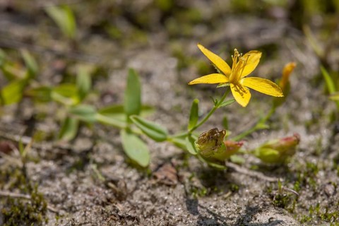 Hypericum humifusum
