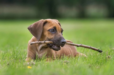 Rhodesian Ridgeback