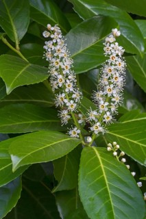 Cherry Laurel