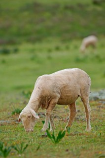Merino sheep