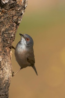 Sardinian Warbler