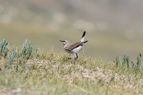 Isabelline Wheatear
