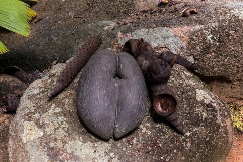 Female and male parts of the Coco de Mer