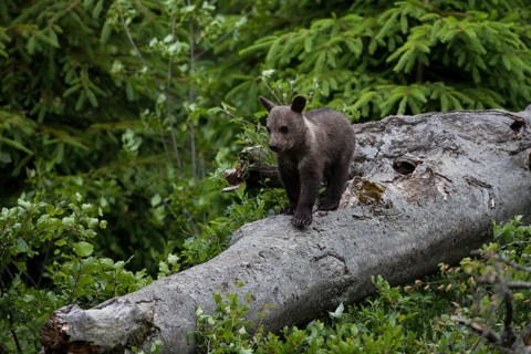 Young brown bear
