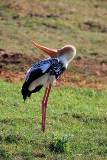 Painted stork
