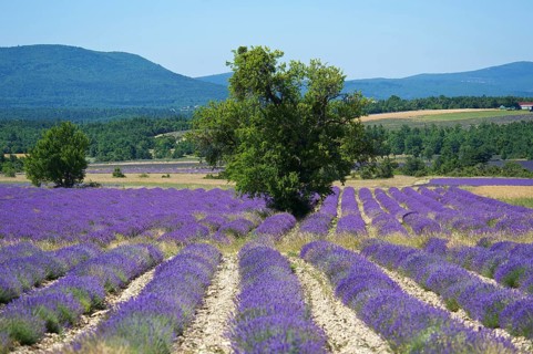 Lavender fields near Sault