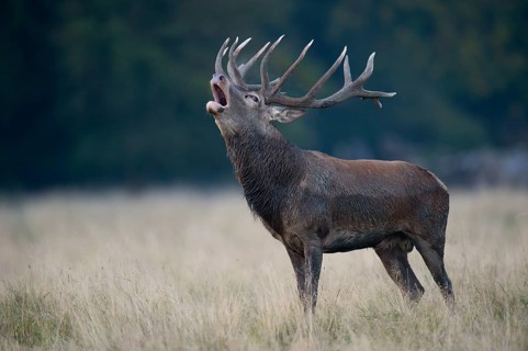 Red deer