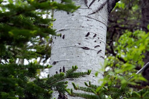 Birch