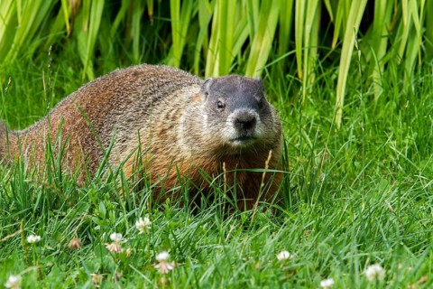 Groundhog feeding in a garden