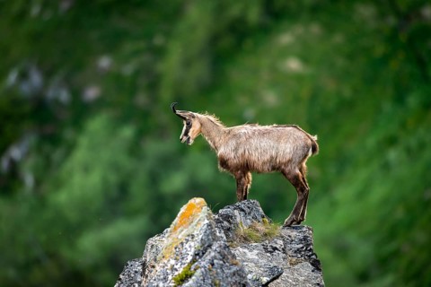 Chamois