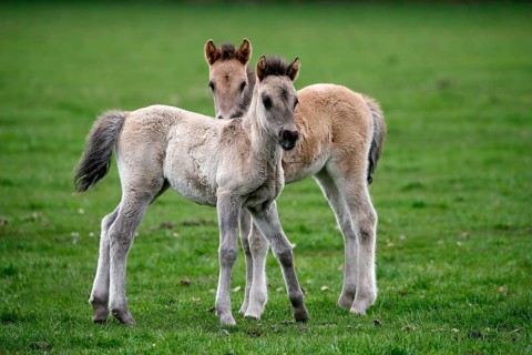 Wild Horse Duelmen