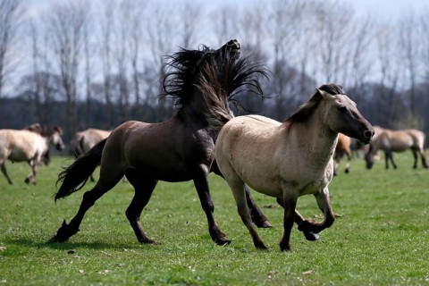 Wild Horse Duelmen