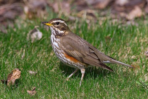 Robin