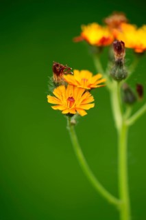 Fox and cubs