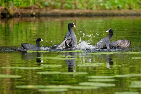 Fighting eurasian coots