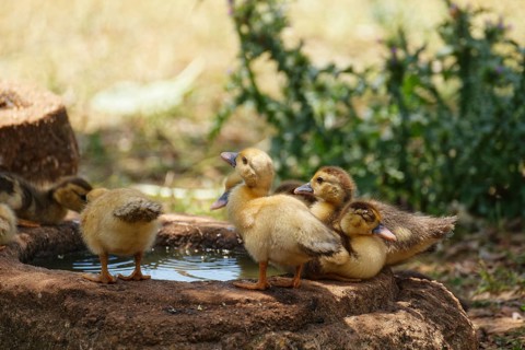 Ducklings at the trough