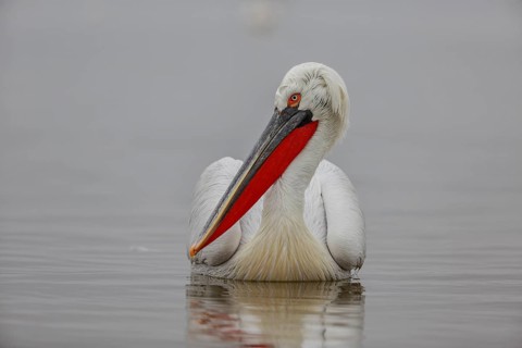Dalmatian pelican