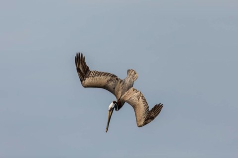 Brown Pelican