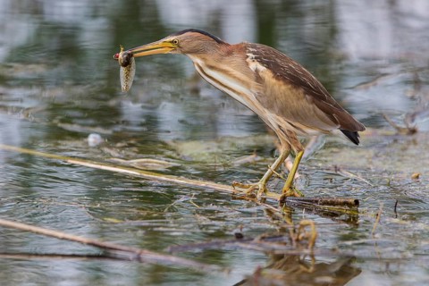 Little bittern