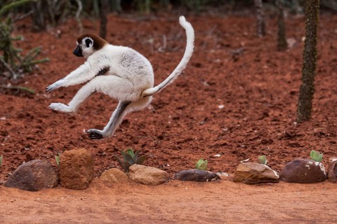 Verreaux's sifaka