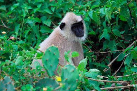 Entellus langur of Ceylon