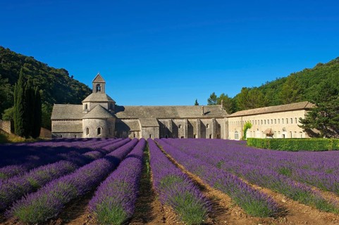 Cistercian Abbey Abbaye de Senanque with lavender field