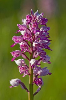 Military orchid