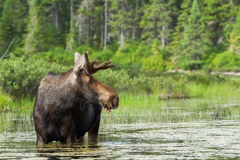 Bull moose