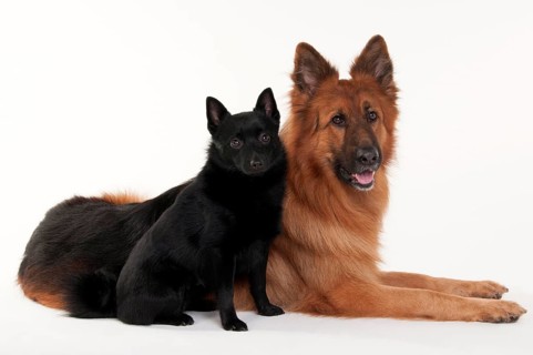 Old German Shepherd Dog