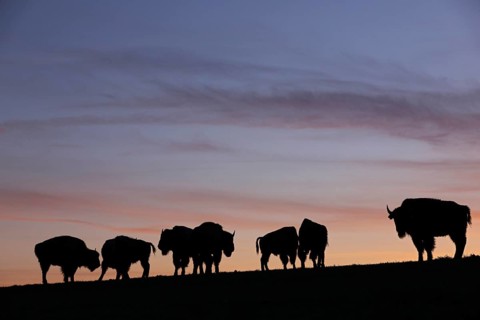 Amerikanischer Bison