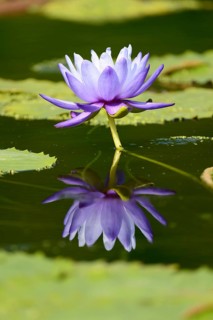 Water Lily